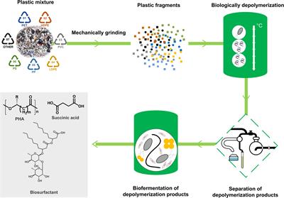 Microbial Degradation and Valorization of Plastic Wastes